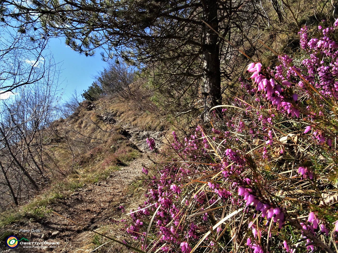 26 Erica carnea e pini mughi nella 'Mughera' sul 505.JPG